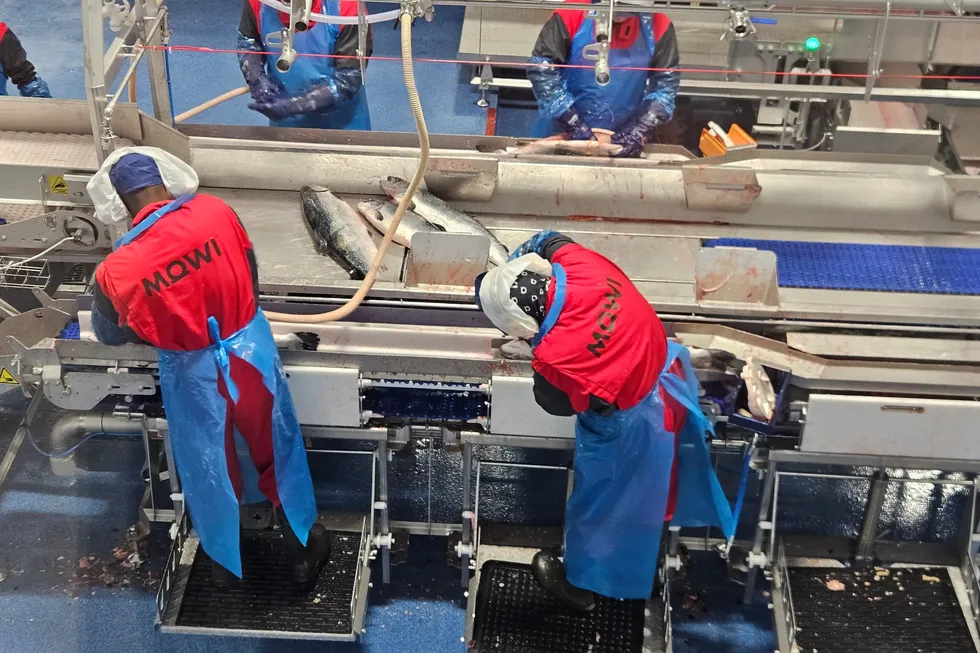 Norwegian salmon prices have largely stabilized after the sharp declines of last week.