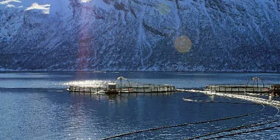 Norway Salmon Farm