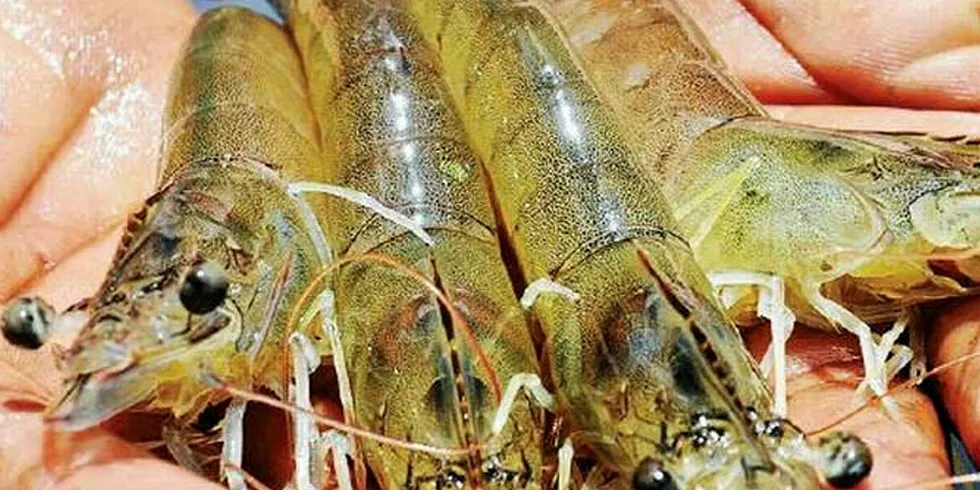 Indian shrimp production could fall by up to 30 percent this year