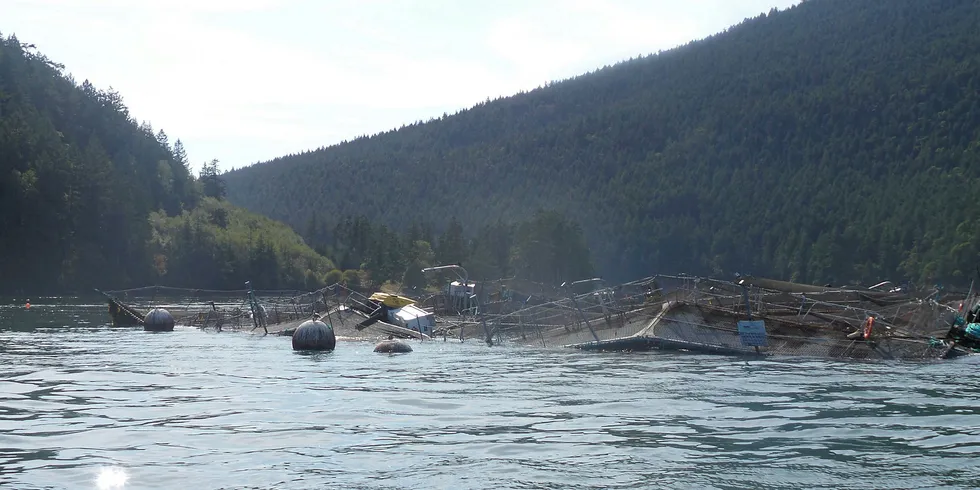 Cooke's broken salmon pen.
