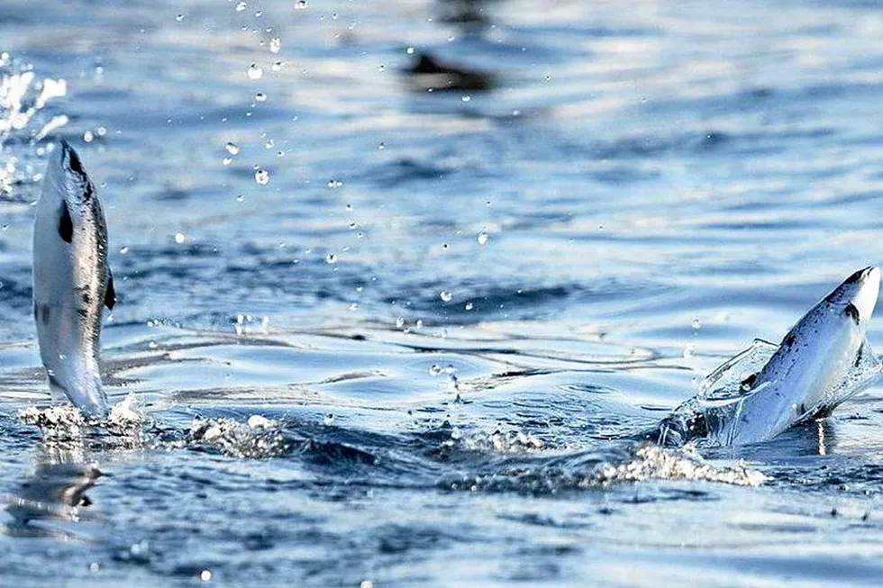 On Sept. 18, Mowi announced that an undisclosed number of fish had escaped from its site in Kveitskjeret, central Norway.