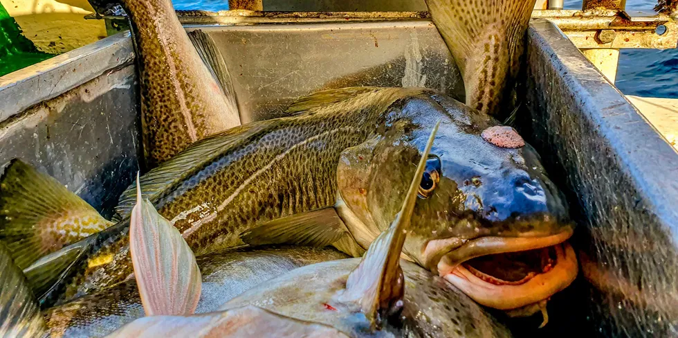 Russian bans, logistics hiccups and the growing impact of climate change are all on the minds of the global whitefish industry.