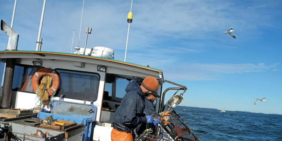 Conservation efforts could help curb drastic changes in lobster populations.