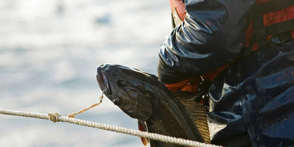 Commercial fisherman catching fish.