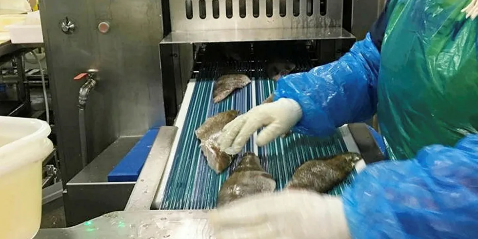 Rockfish fillets headed through the skinner at Bornstein Seafoods.