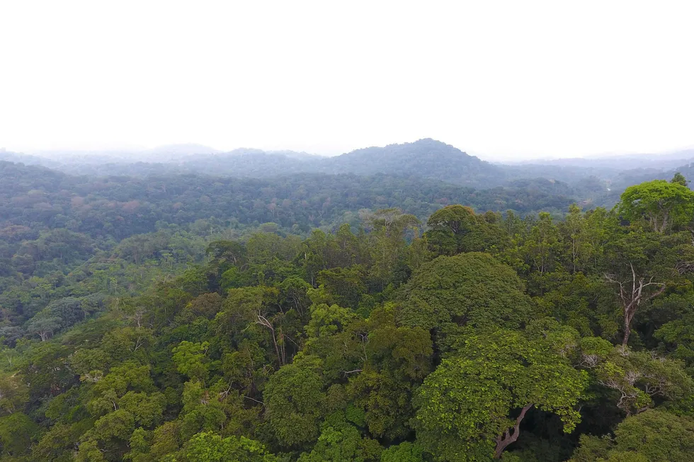 Gabon's forested interior: Maurel & Prom reports oil shows on Kama-1 well and plans to spud imminently on neighbouring Nyanga-Mayombe licence
