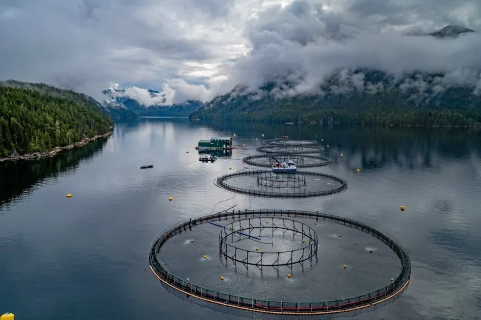 Uncertainty around the future of salmon farming in Canada means Grieg is operating under capacity and unable to move forward with growth plans.
