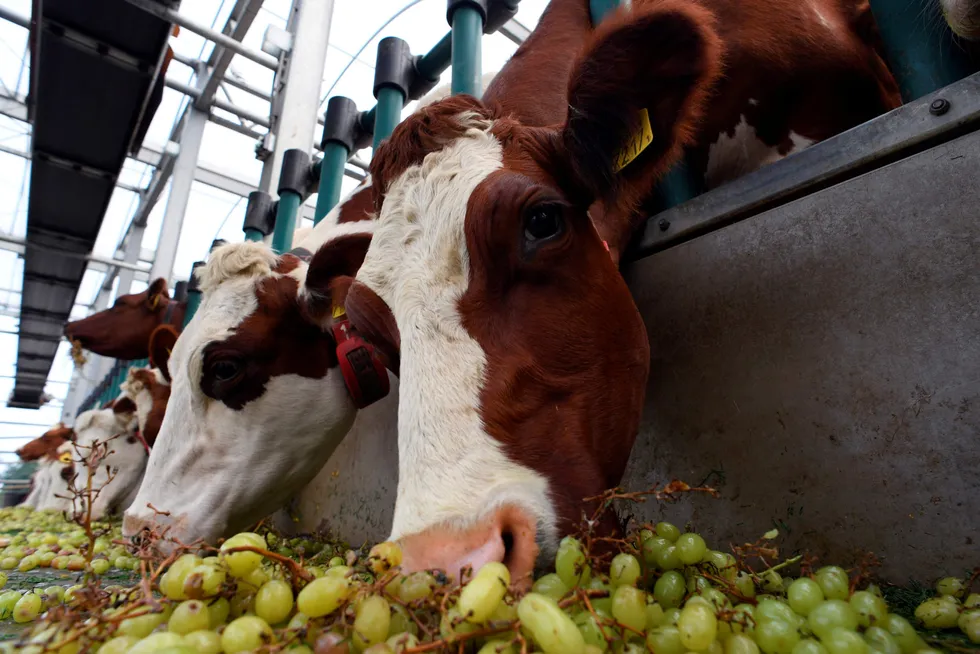 Renewable Natural Gas: Cow manure and other agricultural waste is used to produce biomethane that is sometimes considered carbon negative.