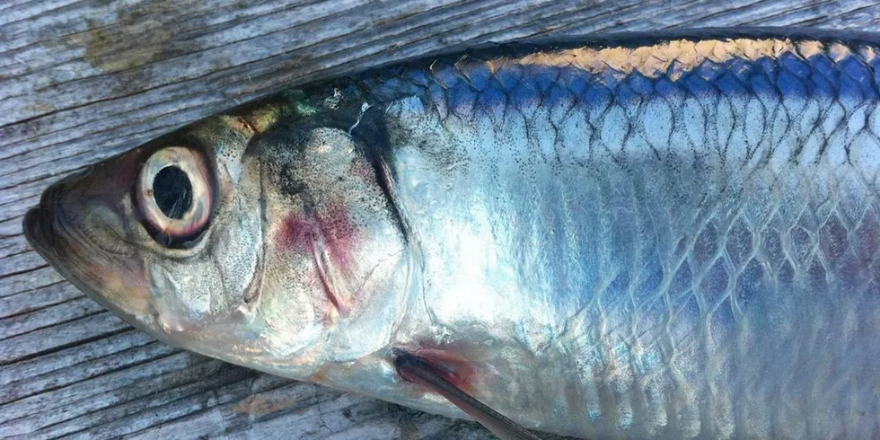 The advice is almost 50 percent higher than the agreed total allowable catch in 2021.