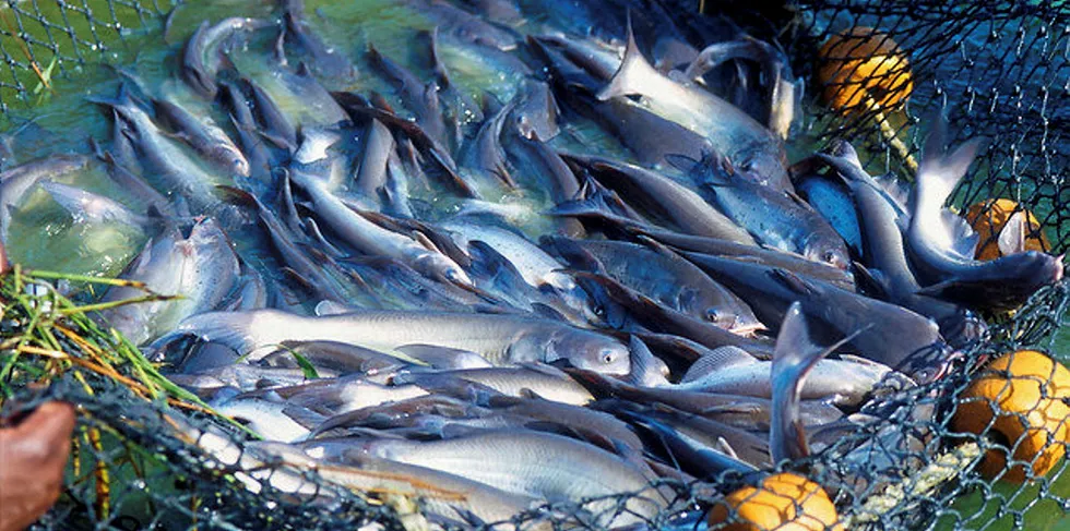 Mississippi leads the US in catfish production.