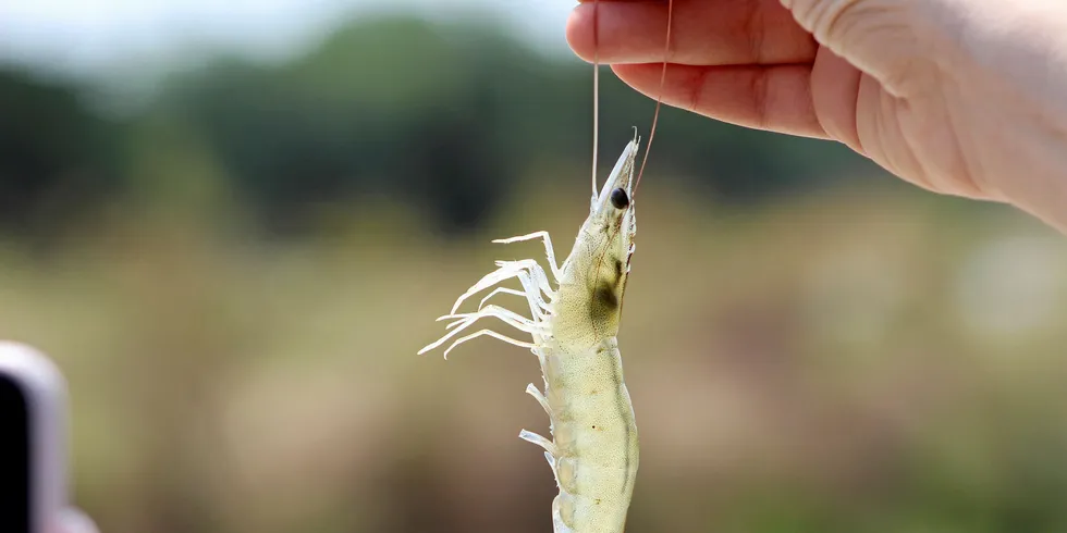 Organically farmed shrimp, Ecuador.
