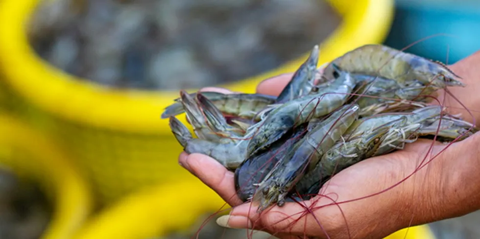 Farmed vannamei shrimp in a Chinese wet market.