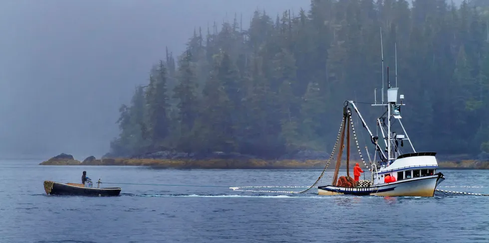 Prince William Sound in Alaska is accounting for the majority of pinks harvested this year.