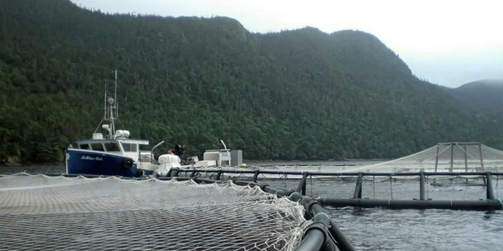 Mowi's Northern Harvest has had several licenses suspended following a massive salmon die-off.