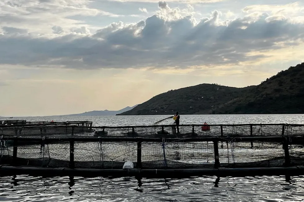 A tilapia farming cage in Lake Victoria, operated by Kenyan group Victory Farms.