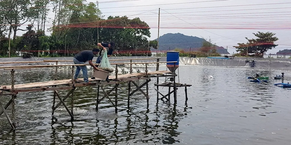 Thailand will import over 10,500 metric tons shrimp this year to ease a shortage at its processing plants, reports Thai media.