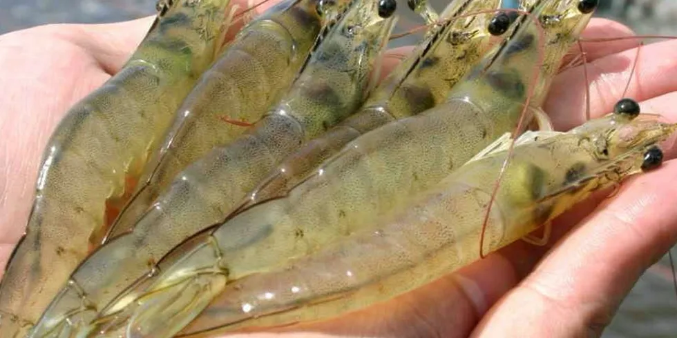 The Brazilian shrimp industry is on the rise.