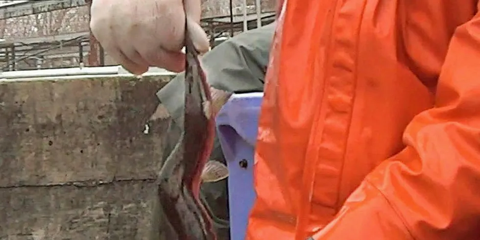 . A deformed salmon at a Cooke site in Maine caught on video by COK.