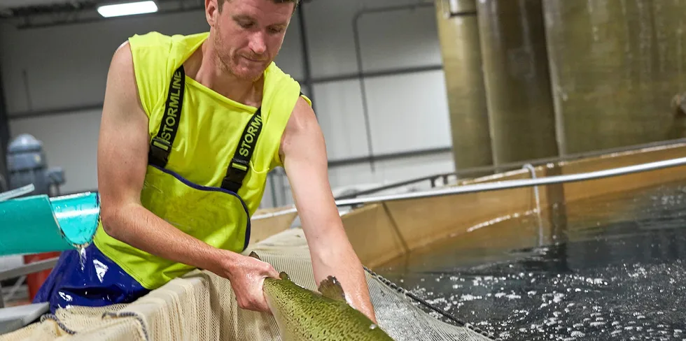 Activist groups are once again going after AquaBounty's GM salmon.