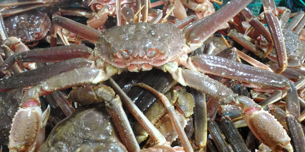 At the turn of the year, the first snow crab boats head north. How much crab they can fish has not yet been clarified.