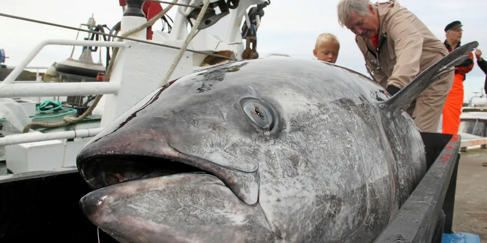 A massive bluefin tuna was found in one of SalMar's facilities on Monday.