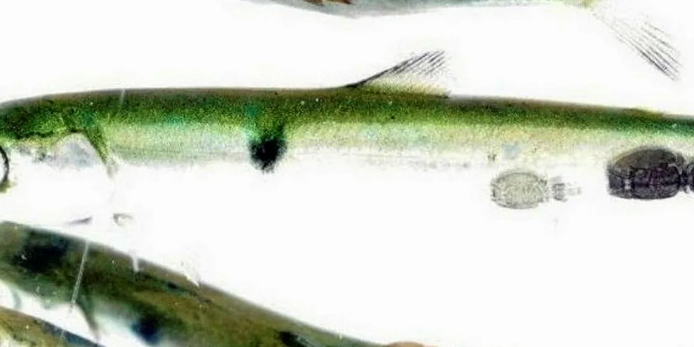 Sea lice on Atlantic salmon smolt.