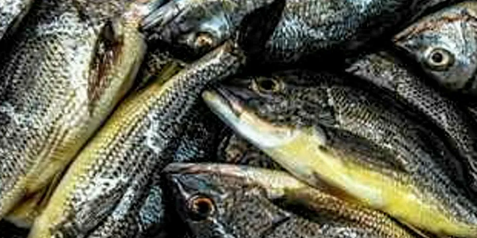 Costa Rica snapper producer targets big US sales growth. Spotted rose snapper, Martec.