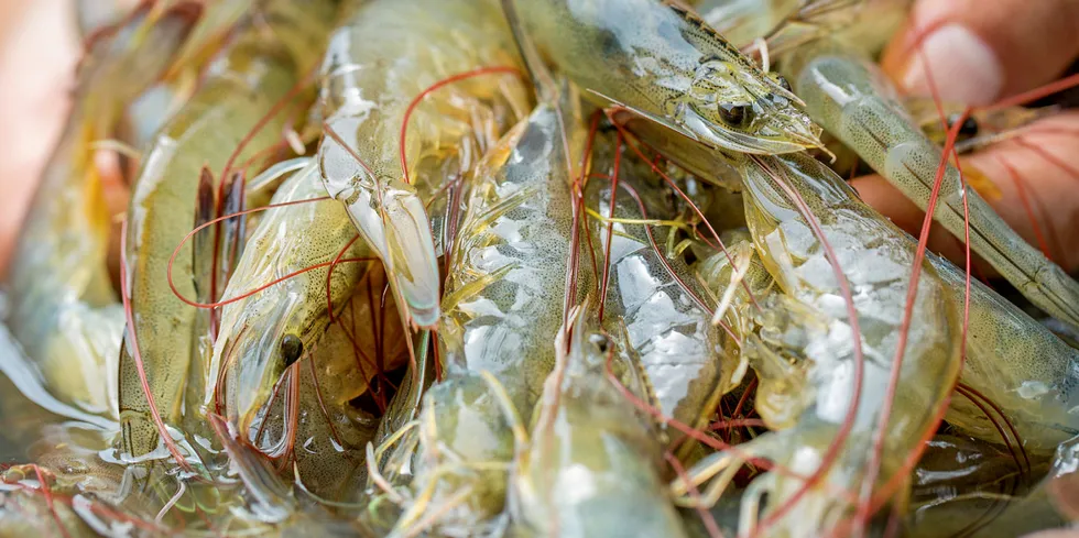 India's burgeoning shrimp industry took a blow this year.