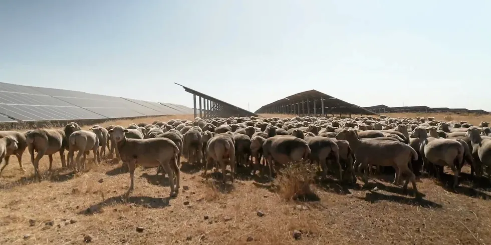 Sheep graze around the giant Francisco Pizarro PV plant developed by Iberdrola in the south-west of Spain