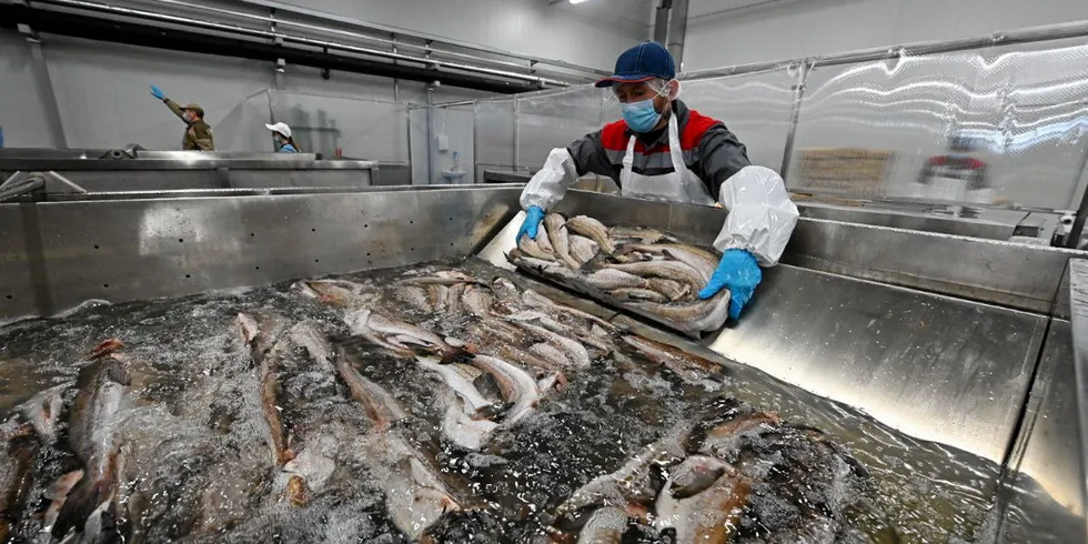 Russian Fishery Company (RFC), one of the country's largest producers of whitefish, kick-started commercial production at its pollock processing facility in Primoriye in the Far East, which was built as part of Russia's investment quota program.