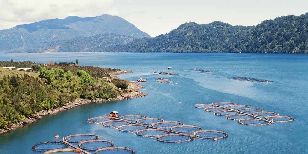 By delaying harvesting as long as possible, Chilean salmon producers have seen US market prices rise.