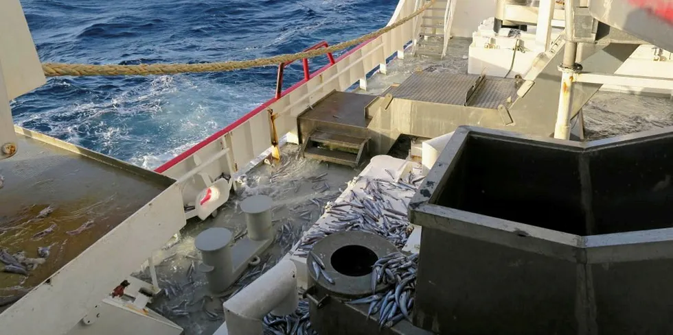 Norwegian blue whiting fishery.