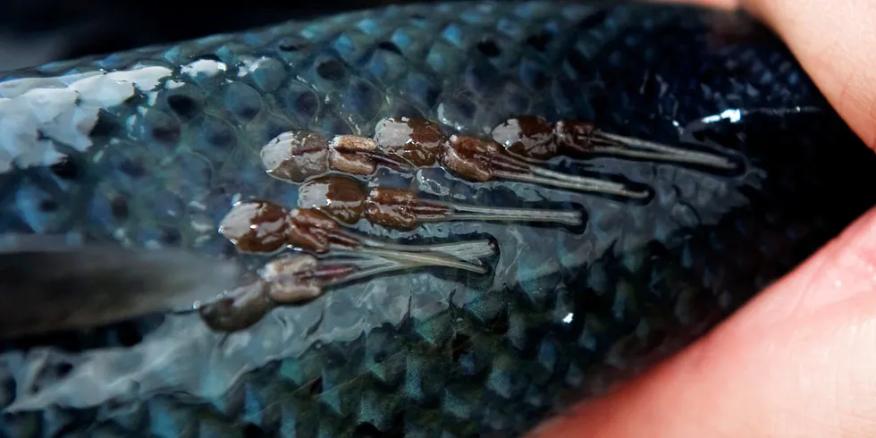 Salmon lice are a parasite that live on salmon fish in sea water. In Norway, it has caused major problems for both wild salmon and farmed salmon for a number of years. Now there are also problems in Iceland.