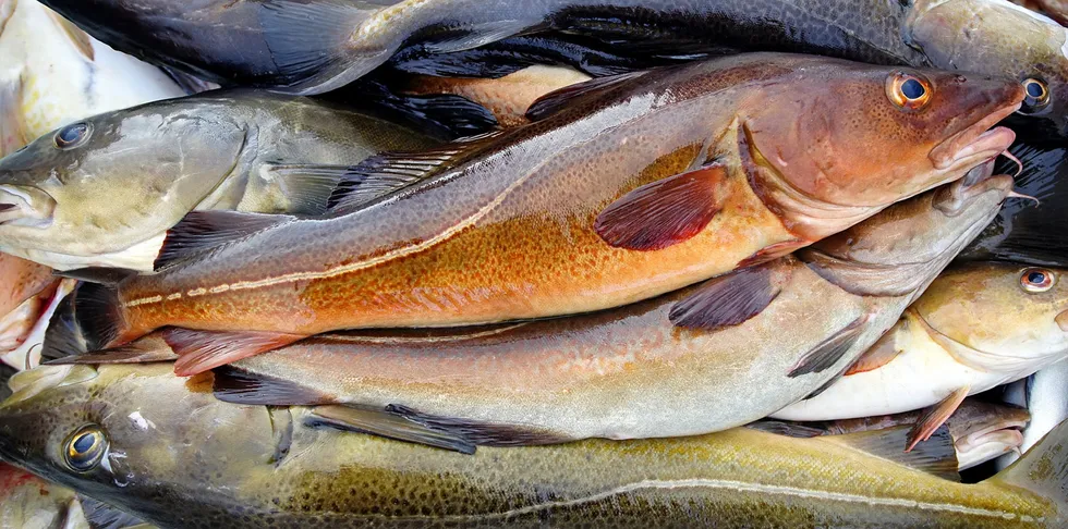 For the northernmost stock of coastal cod, marine scientists have prepared a new management plan in line with previous recommendations from ICES.
