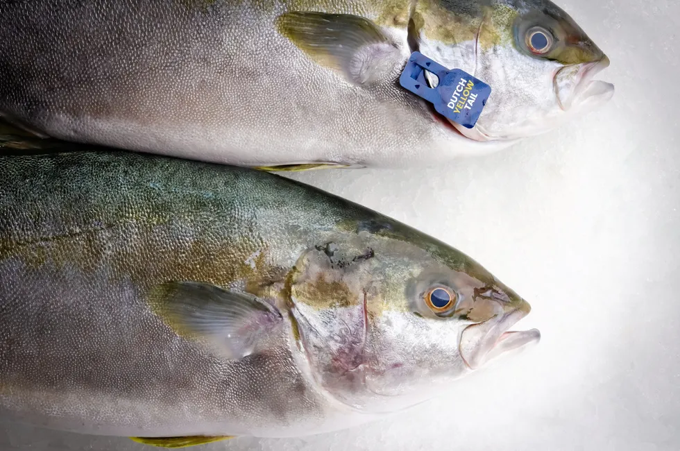 The Kingfish Company increased sales volume and revenue in the second quarter as its yellowtail entered new markets.