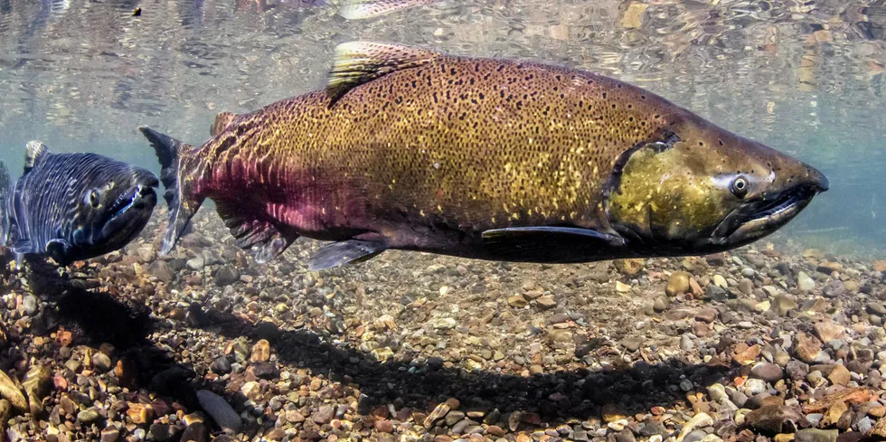 A virus found in wild Chinook salmon has been linked to the emergence of salmon farms in British Columbia.
