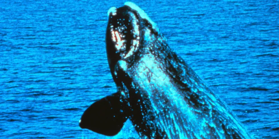 North Atlantic right whale, Eubalaena glacialis, NOAA . North Atlantic right whale.