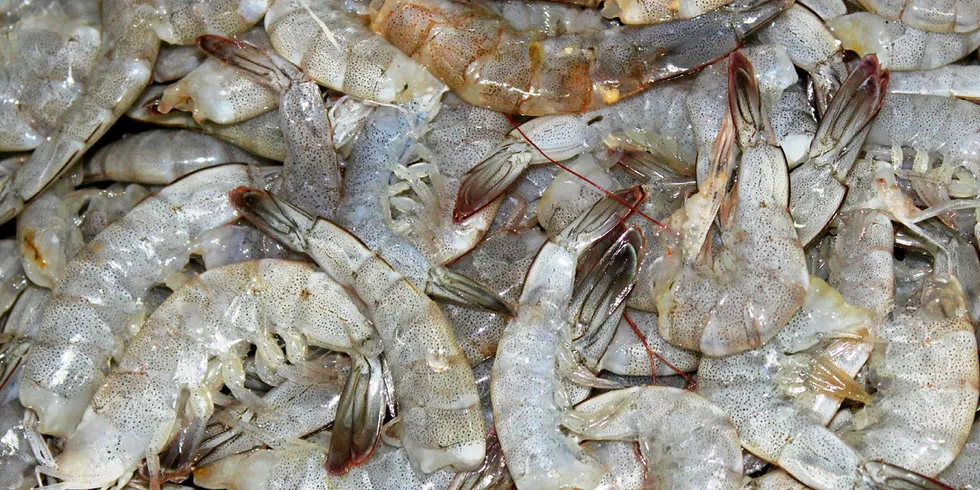 Ecuador shrimp processing plant.