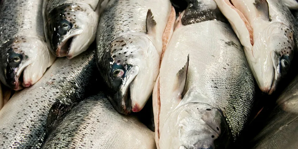 Gutted farmed salmon.