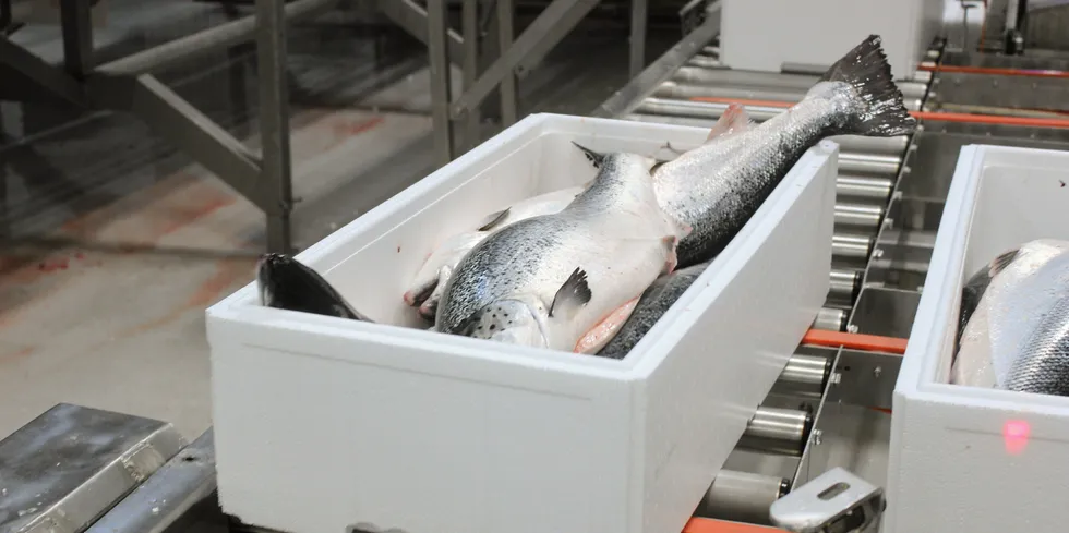 Norwegian salmon prices have seen sharp rises in recent weeks.
