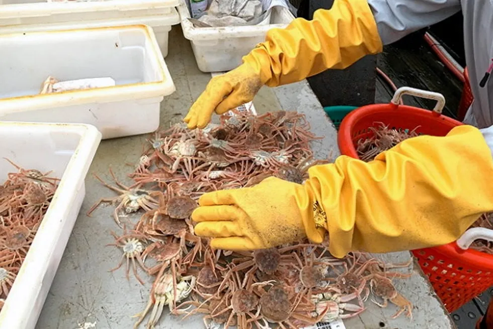 Scientist sorting through juvenile snow crab during a Bering Sea bottom trawl survey.