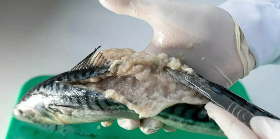 The kudoa parasite gives fish flesh a soft, jelly-like consistency after it is dead.