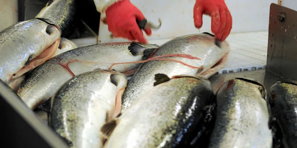 The price differential for different sizes of farmed salmon has crept up.
