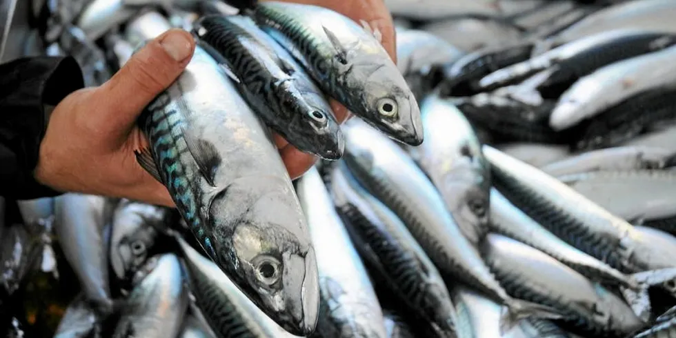 The lack of agreement over how much of the shared quota each country gets has worsened in recent years. Nations that harvested the fish in 2021 exceeded International Council for the Exploration of the Sea (ICES) advice by 30-40 percent for key pelagic stocks.
