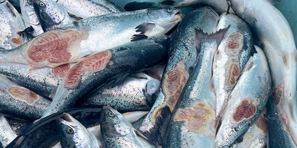 Production fish afflicted by winter sores were a big problem for the Norwegian salmon industry last winter.