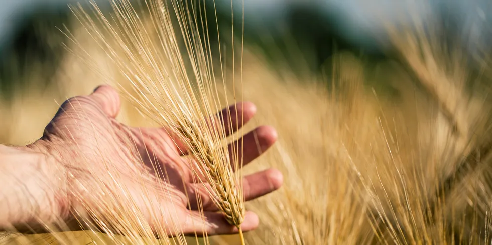 "The harvest is ongoing in Europe and will be able to supply the European industry needs right now," Aller Aqua President Hans Bylling said.