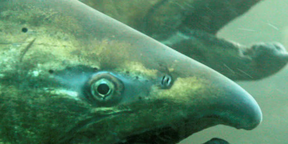 Sockeye salmon.