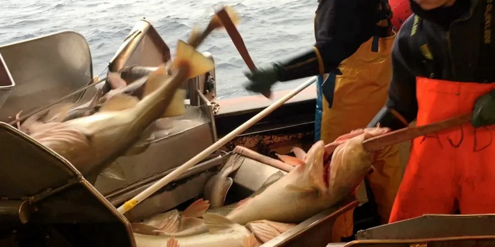 In October 2019, the LFA earned MSC certification for the West Bering Sea cod and halibut longline fisheries.