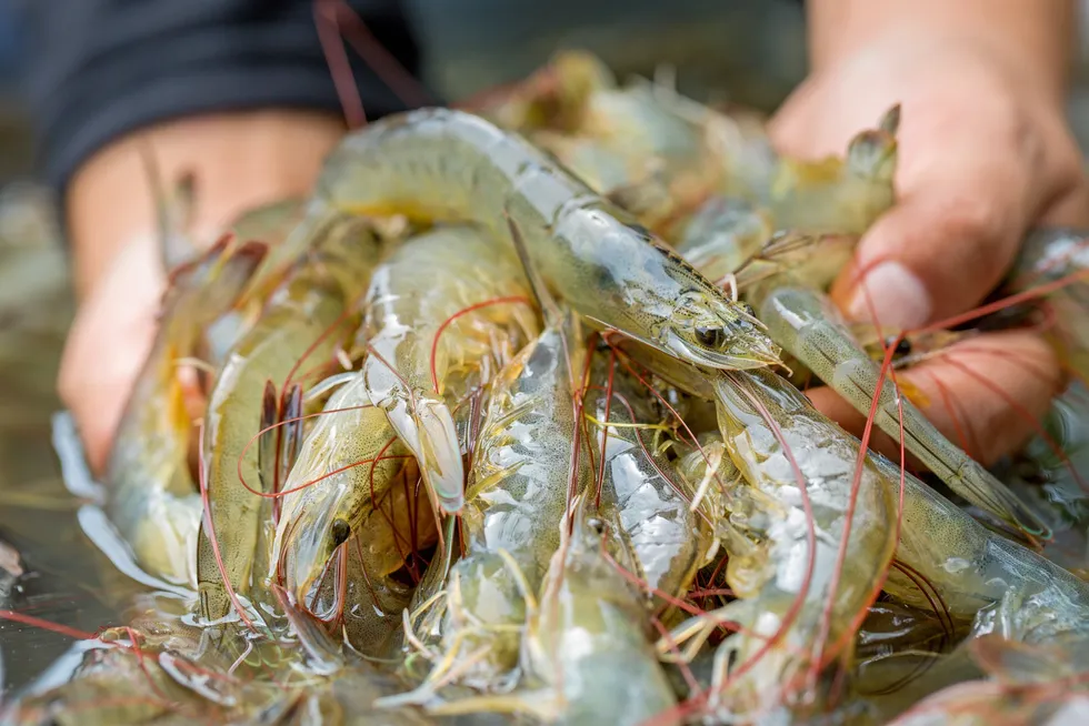 Ecuador's shrimp exports to China, by far its largest market, fell in 2024.