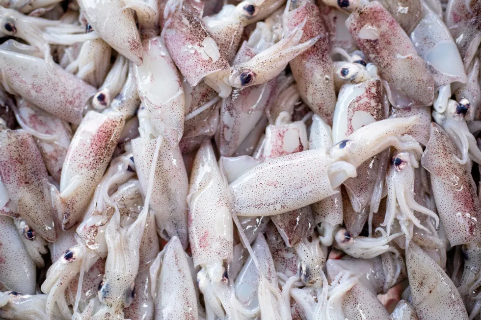 The deal will make Cal Marine Fish Company one of the leading squid producers in California.